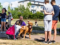 Adoptuj Warszawiaka  Wydarzenie promujące adopcję zwierząt. Organizator: Schronisko dla Bezdomnych Zwierząt "Na Paluchu". 18 sierpnia 2019, Park Raszyński w Raszynie. : park raszyński, adoptuj warszawiaka, na paluchu, schronisko dla zwierząt, centrum warszawy, raszyn